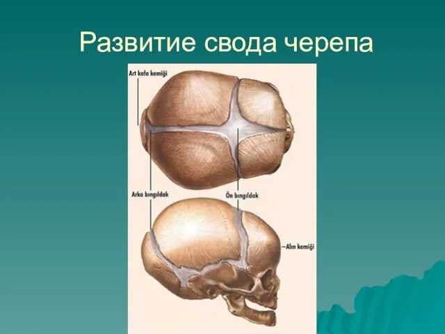 Развитие свода черепа