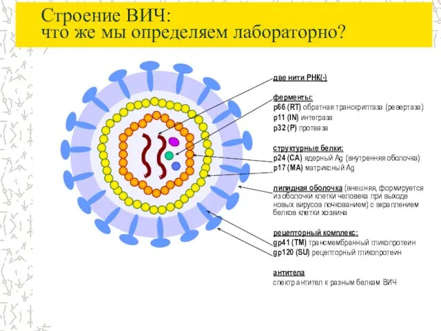 Строение ВИЧ: что же мы определяем лабораторно?