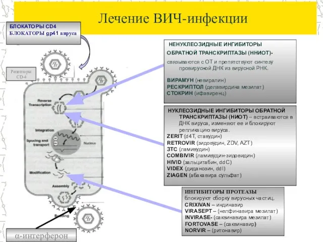 Лечение ВИЧ-инфекции БЛОКАТОРЫ CD4 БЛОКАТОРЫ gp41 вируса НУКЛЕОЗИДНЫЕ ИНГИБИТОРЫ ОБРАТНОЙ ТРАНСКРИПТАЗЫ (НИОТ)