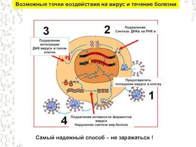 Возможные точки воздействия на вирус и течение болезни Самый надежный способ – не заражаться !