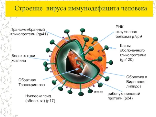Шипы оболочечного гликопротеина (gp120) Строение вируса иммунодефицита человека