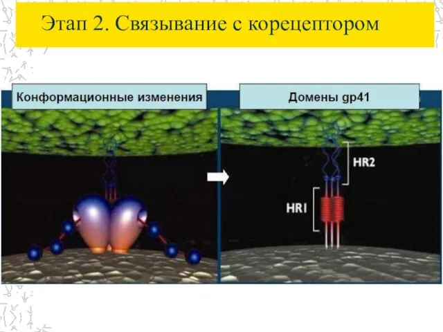 Этап 2. Связывание с корецептором