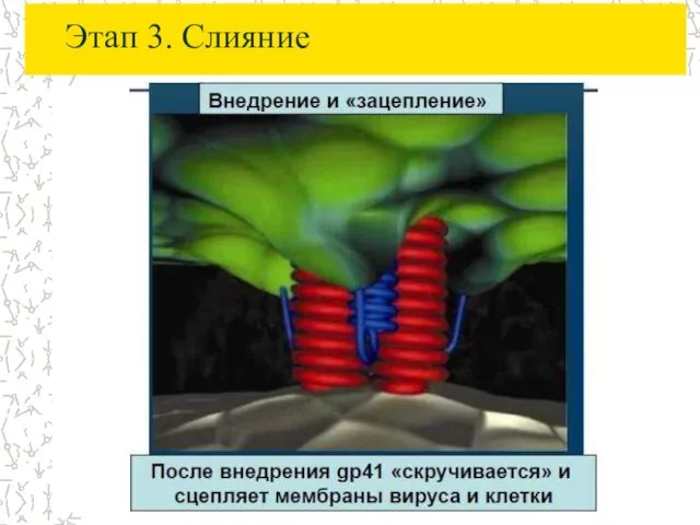 Этап 3. Слияние