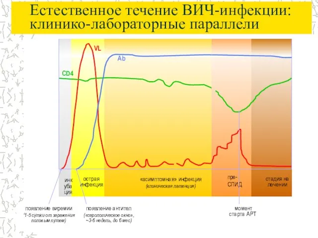 Естественное течение ВИЧ-инфекции: клинико-лабораторные параллели