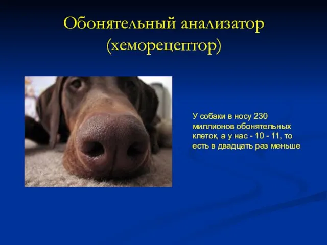 Обонятельный анализатор (хеморецептор) У собаки в носу 230 миллионов обонятельных клеток, а