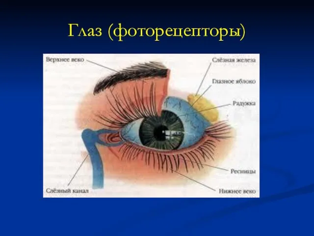 Глаз (фоторецепторы)