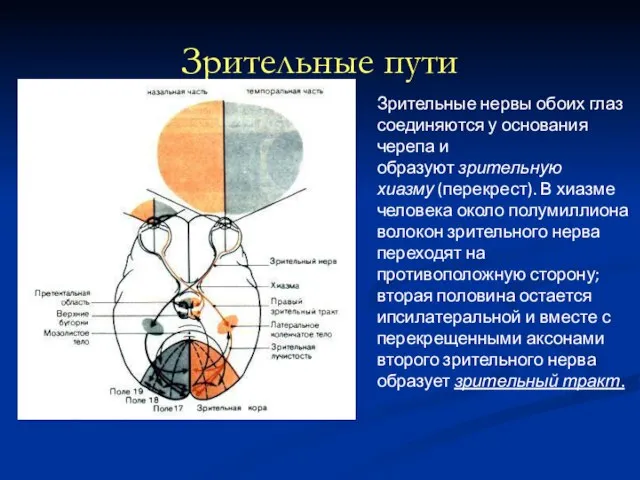 Зрительные пути Зрительные нервы обоих глаз соединяются у основания черепа и образуют