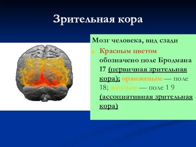 Зрительная кора Мозг человека, вид сзади Красным цветом обозначено поле Бродмана 17