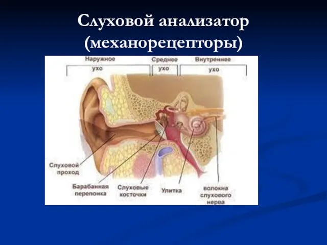 Слуховой анализатор (механорецепторы)