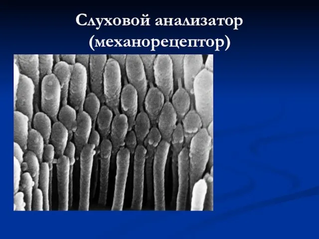 Слуховой анализатор (механорецептор) снятые крупным планом ворсинки, которые движутся в ответ на звуковые колебания.