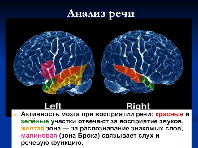 Анализ речи Активность мозга при восприятии речи: красные и зелёные участки отвечают