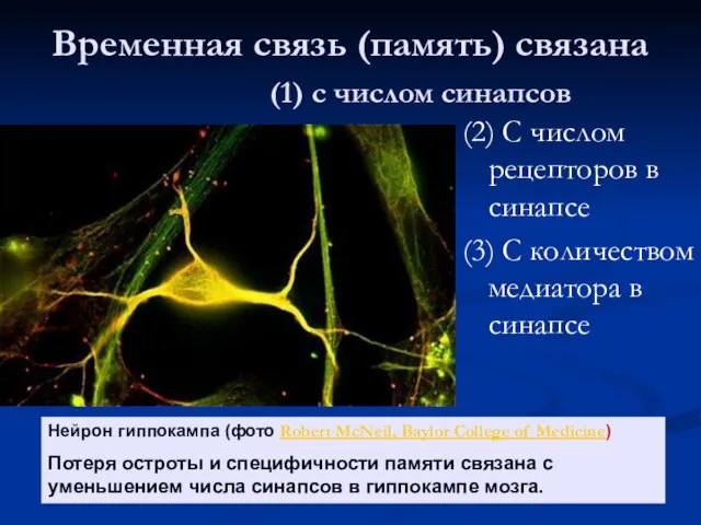 Временная связь (память) связана (1) с числом синапсов (2) С числом рецепторов