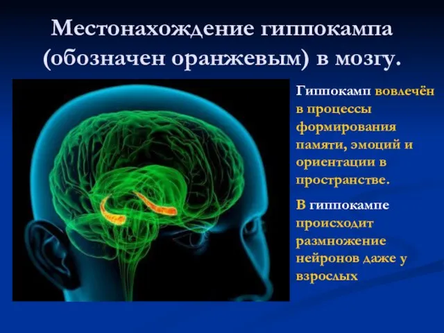 Местонахождение гиппокампа (обозначен оранжевым) в мозгу. Гиппокамп вовлечён в процессы формирования памяти,