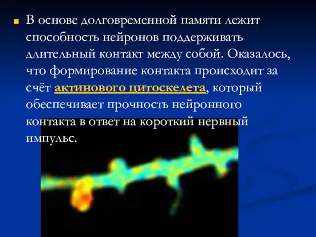 В основе долговременной памяти лежит способность нейронов поддерживать длительный контакт между собой.