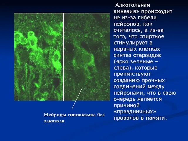 «Алкогольная амнезия» происходит не из-за гибели нейронов, как считалось, а из-за того,