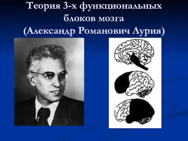 Теория 3-х функциональных блоков мозга (Александр Романович Лурия)