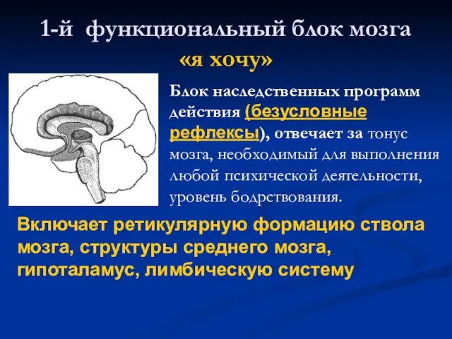 1-й функциональный блок мозга «я хочу» Блок наследственных программ действия (безусловные рефлексы),