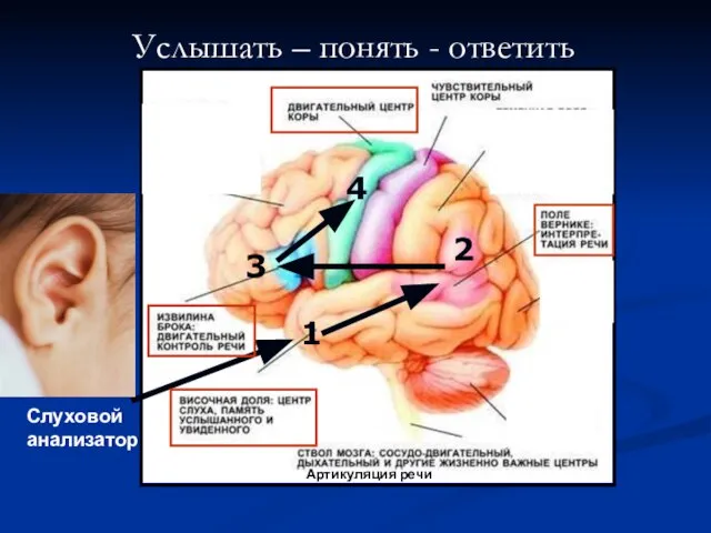 Услышать – понять - ответить 1 2 3 4 Артикуляция речи Слуховой анализатор