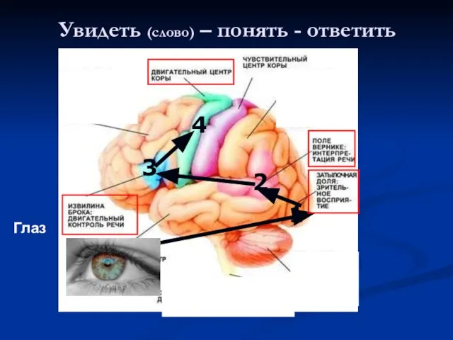 Увидеть (слово) – понять - ответить 1 2 3 4 Глаз