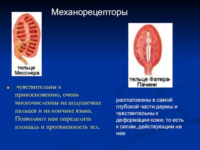 чувствительны к прикосновению, очень многочисленны на подушечках пальцев и на кончике языка.