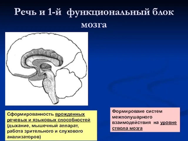 Речь и 1-й функциональный блок мозга Сформированность врожденных речевых и языковых способностей