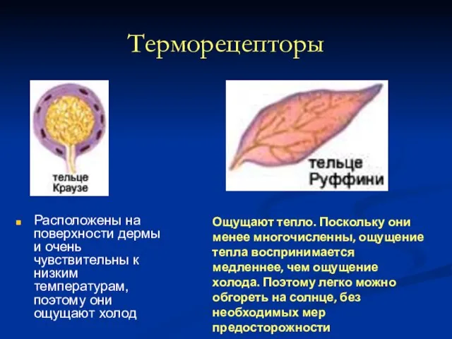 Терморецепторы Расположены на поверхности дермы и очень чувствительны к низким температурам, поэтому