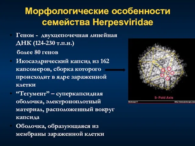 Морфологические особенности семейства Нerpesviridae Геном - двухцепочечная линейная ДНК (124-230 т.п.н.) более