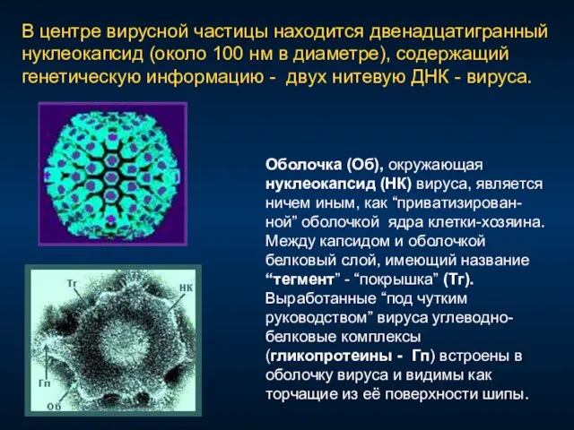 В центре вирусной частицы находится двенадцатигранный нуклеокапсид (около 100 нм в диаметре),