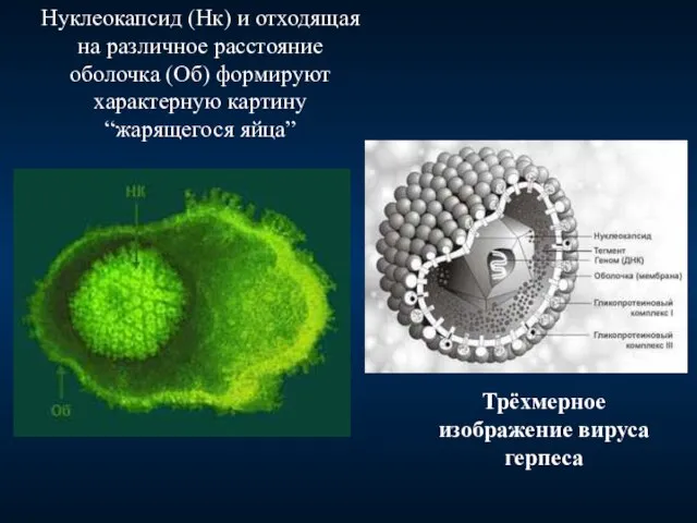 Нуклеокапсид (Нк) и отходящая на различное расстояние оболочка (Об) формируют характерную картину