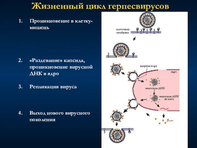 Жизненный цикл герпесвирусов Проникновение в клетку-мишень «Раздевание» капсида, проникновение вирусной ДНК в