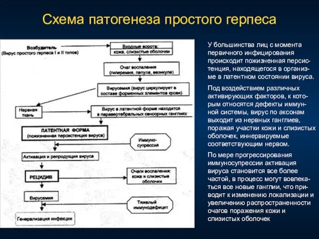 Схема патогенеза простого герпеса У большинства лиц с момента первичного инфицирования происходит