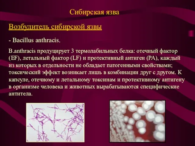 Сибирская язва Возбудитель сибирской язвы - Bacillus anthracis. B.anthracis продуцирует 3 термолабильных