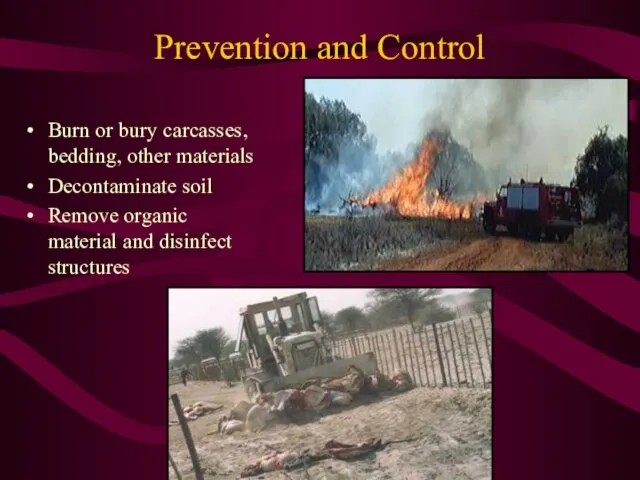 Prevention and Control Burn or bury carcasses, bedding, other materials Decontaminate soil