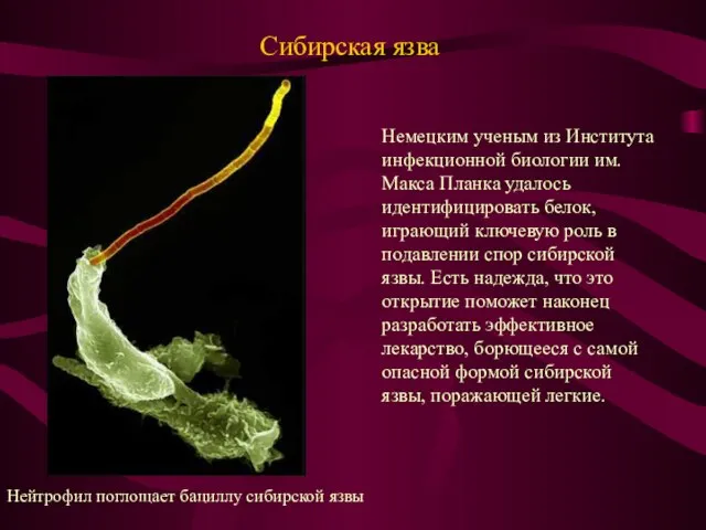 Сибирская язва Нейтрофил поглощает бациллу сибирской язвы Немецким ученым из Института инфекционной