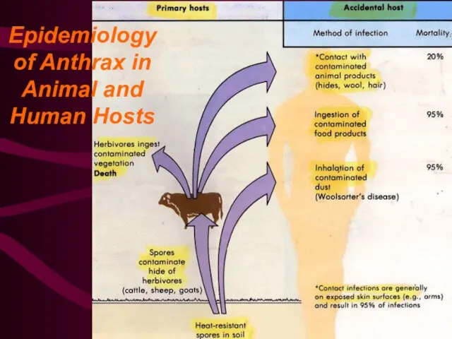 Epidemiology of Anthrax in Animal and Human Hosts