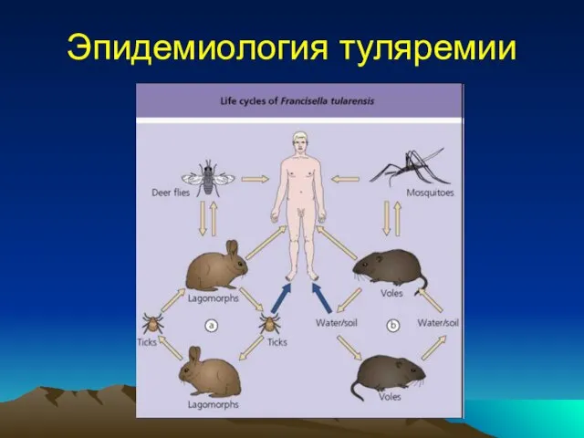 Эпидемиология туляремии