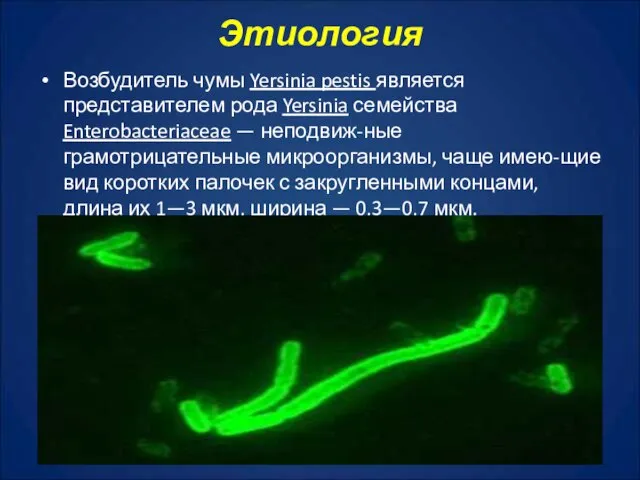 Этиология Возбудитель чумы Yersinia pestis является представителем рода Yersinia семейства Enterobacteriaceae —