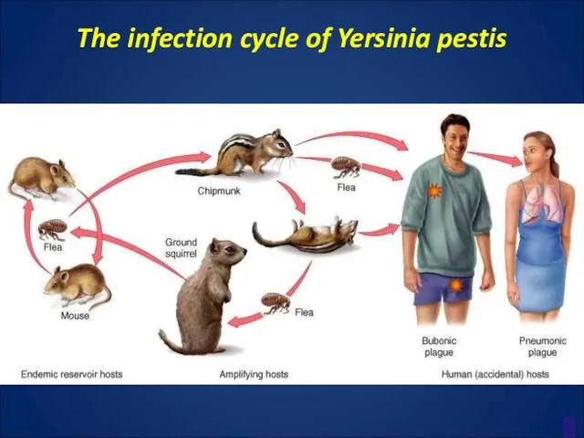 The infection cycle of Yersinia pestis