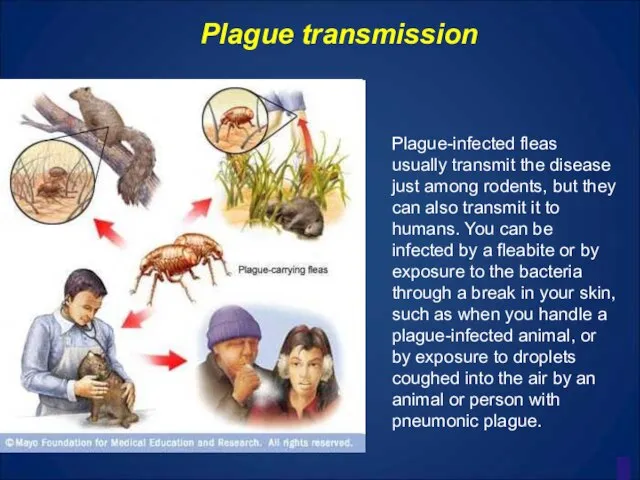 Plague transmission Plague-infected fleas usually transmit the disease just among rodents, but