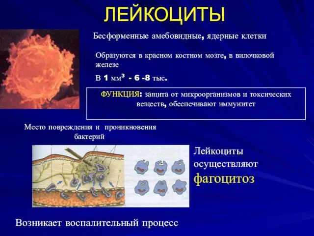 ЛЕЙКОЦИТЫ Бесформенные амебовидные, ядерные клетки Образуются в красном костном мозге, в вилочковой