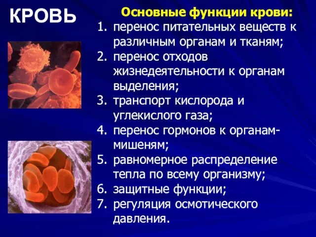 Основные функции крови: перенос питательных веществ к различным органам и тканям; перенос