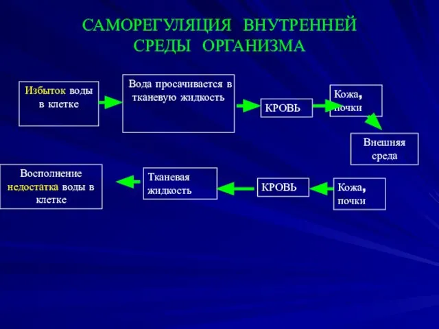 САМОРЕГУЛЯЦИЯ ВНУТРЕННЕЙ СРЕДЫ ОРГАНИЗМА Избыток воды в клетке Вода просачивается в тканевую