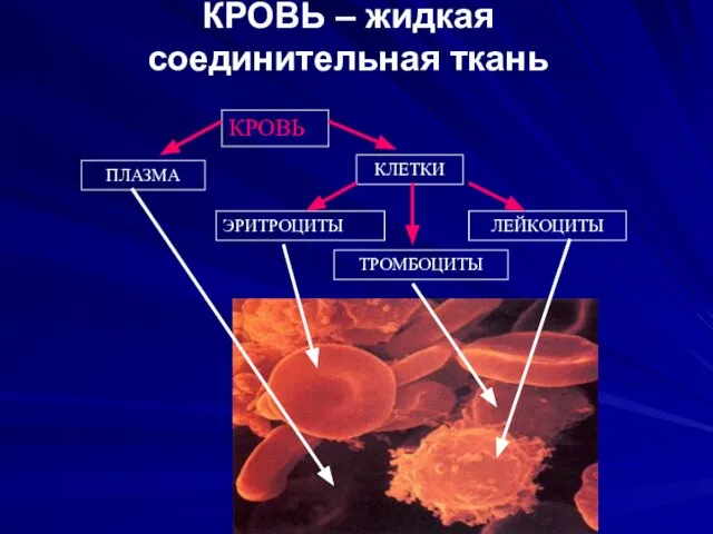 КРОВЬ – жидкая соединительная ткань КРОВЬ ПЛАЗМА КЛЕТКИ ЭРИТРОЦИТЫ ЛЕЙКОЦИТЫ ТРОМБОЦИТЫ