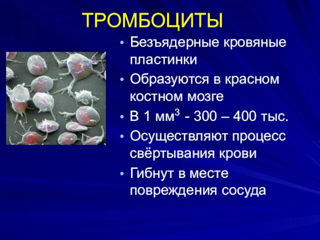 ТРОМБОЦИТЫ Безъядерные кровяные пластинки Образуются в красном костном мозге В 1 мм3