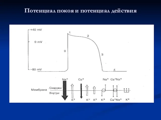 Потенциал покоя и потенциал действия