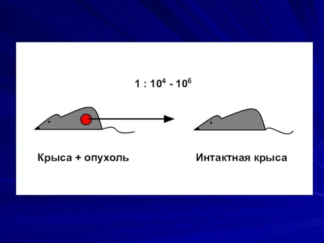 Крыса + опухоль Интактная крыса 1 : 104 - 106