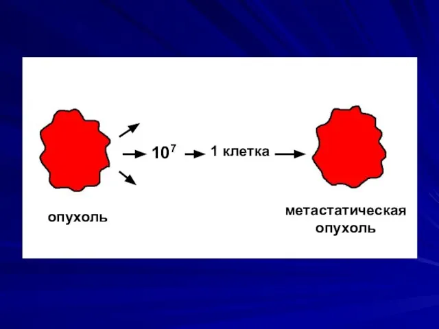 опухоль метастатическая опухоль 107 1 клетка