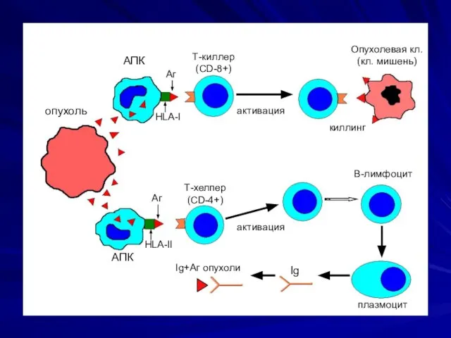 опухоль АПК АПК HLA-I Аг Т-киллер (CD-8+) активация киллинг Опухолевая кл. (кл.