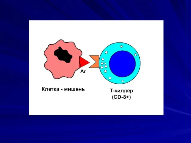Клетка - мишень Т-киллер (CD-8+) Аг