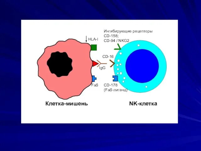 Клетка-мишень NK-клетка HLA-I Ингибирующие рецепторы CD-158; CD-94 / NKG2 IgG CD-16 FaS CD-178 (FaS-лиганд)